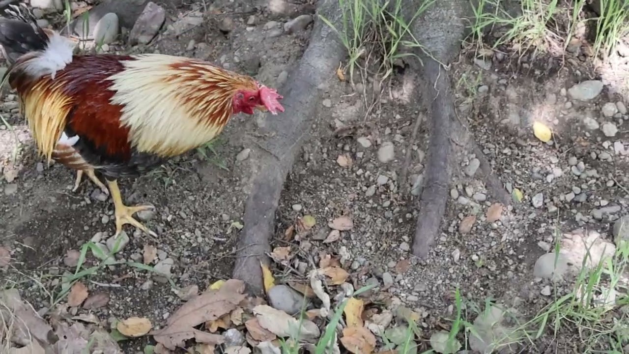 Nature Sounds - Relaxation - Nature Walk - 60fps mode[fast]