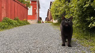 Zeilen Botnische Golf 2025 deel 6