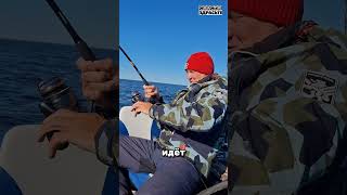 Трофейный СОМ на предсерийную #porolka до 200г🔥🎣 #снастиздрасьте