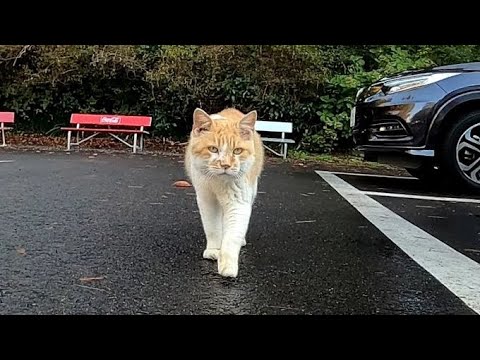 お土産屋さんの前で野良猫がモフられに来たのでナデナデしてきた