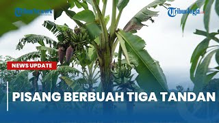 Unik, Pohon Pisang Ini Berbuah Tiga Tandan