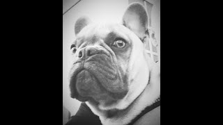 Clevere Französische Bulldogge Verdient Sich Leckerli