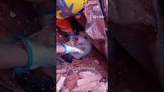 Ο μικρός Πούμπα, ένας σκύλος που θάφτηκε κάτω από τόνους λάσπης ανασύρθηκε ζωντανός