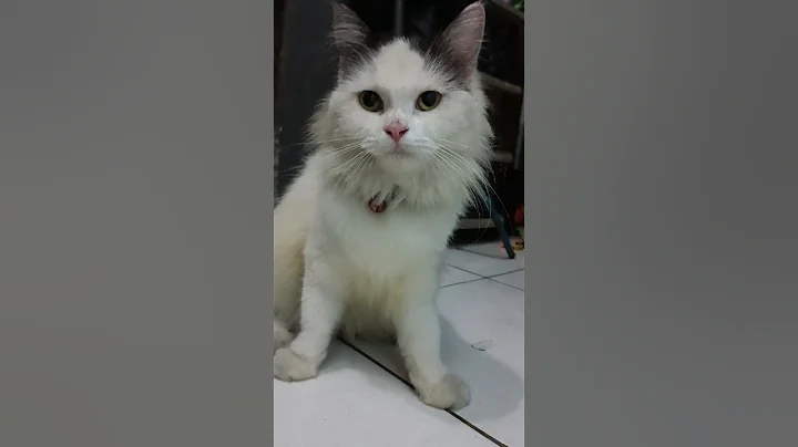 Watch the video about Luccys visual so beauty #viral #cat #cute #video #shorts #funny #feed #viralvideo #shortvideo #fyp