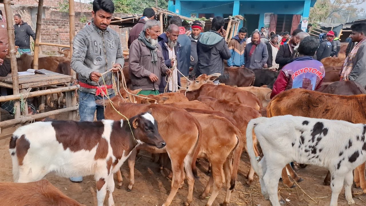 আজ ১৬/২/২৬ | সবচেয়ে ছোট ছোট ষাঁড় ও বকনা বাছুর গরুর দাম | আমবাড়ী হাট 