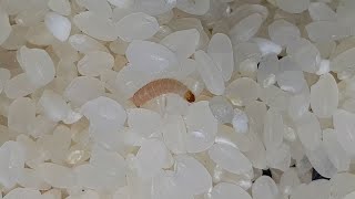 쌀 씻을 때 쌀벌레(화랑곡나방 애벌레) 걸러내기