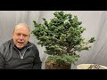 Transforming a canadian hemlock into a wonderful bonsai in 1 hour