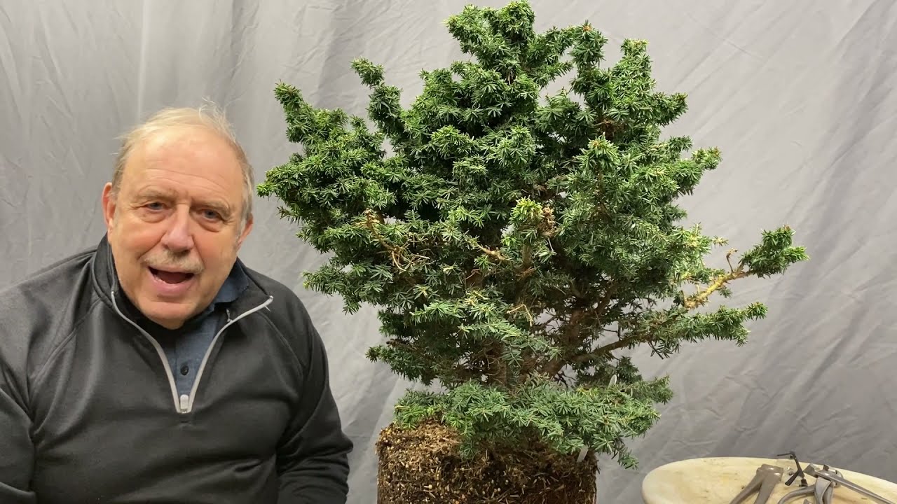 where to buy bonsai trees Bonsai Tree Grow Kit, 4 Varieties, Non-GMO Seeds
