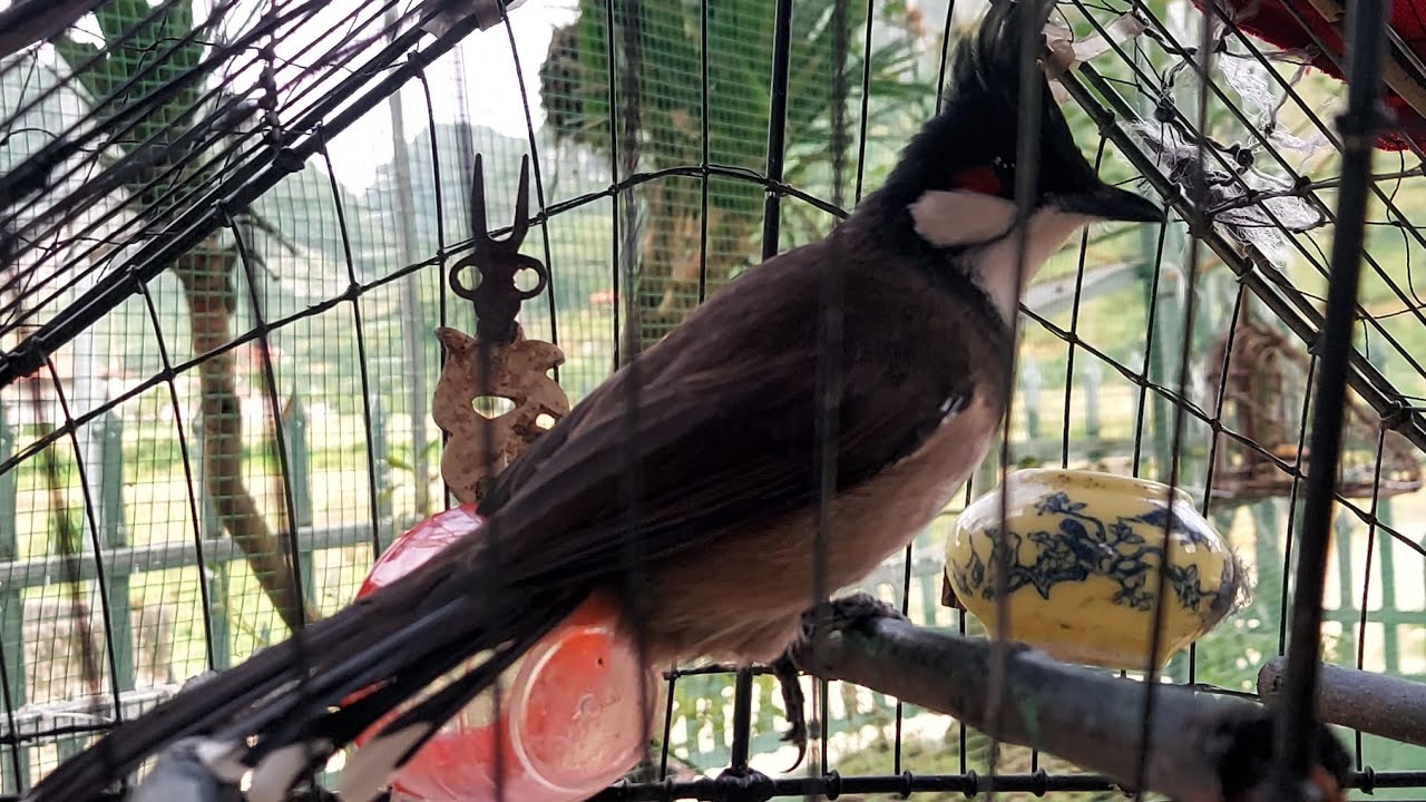 Cách chữa gãy chân cho chim , mang Chào mào mồi đi bẫy rơi lồng gãy chân