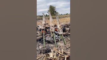 cá lóc nướng muối ngoài cánh đồng #shots