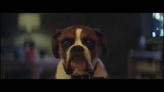 John Lewis Christmas Ad 2016 with Buster The Boxer Dog