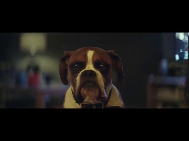 Buster the Boxer -Christmas Commercial