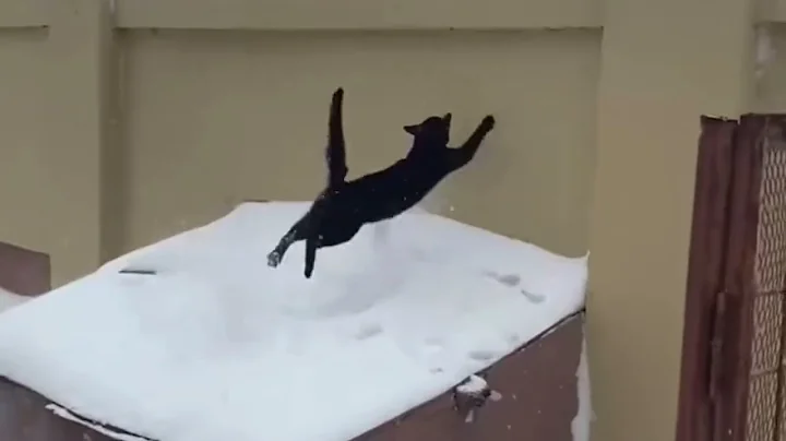 Watch the video about Funny cat videos | cute cats | Cat videos funny dance