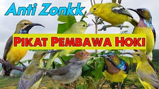 ASLI SUARA PIKAT PEMBAWA HOKI INI MAH