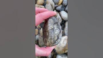 ELK RIVER FOSSILS #find #fossil #shorts #rockhounding #short #2023