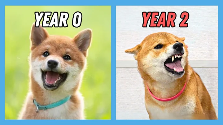 What it’s REALLY like owning a Shiba Inu