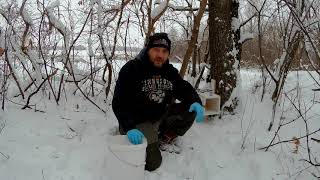 картинка: Приманки на Куницу. Базовая установка.