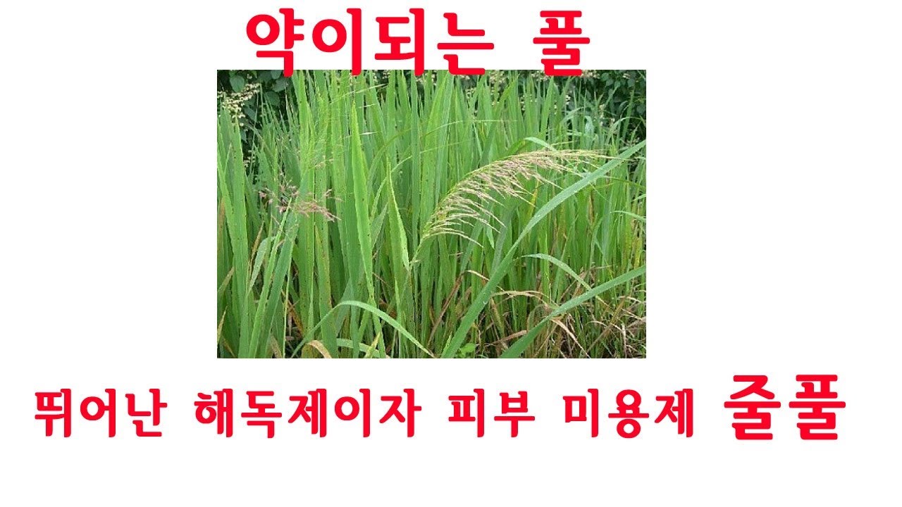 피부 미용 효능 그리고 해독제 '줄풀' - YouTube