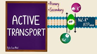 Active Transport | Transport Across the Cell Membrane | Sodium Potassium Pump | Cell Physiology