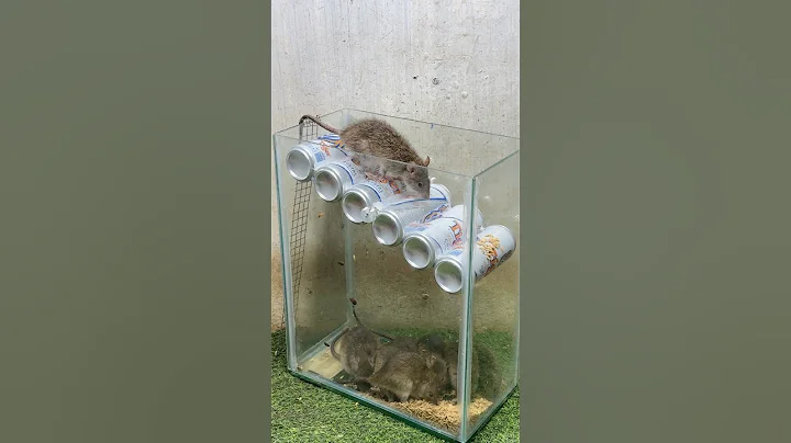 Rat traps creative/best home Mouse trap #mousetrap #rattrap