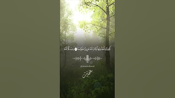 لقد رضي الله عن المؤمنين #سورة_الفتح #عمير_السائد #القران_الكريم #quran #تلاوة_هادئة #umairalsaed