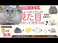 ​【毛色講座】第2回：ジャンガリアンの見た目はどう決まる？〜全体の仕組み〜