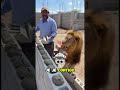 Hombre Enseño a León Para que lo ayude en el trabajo