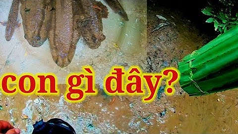 một ngày săn bắt!Cá thòi lòi đặc sản Đất Mũi:cá thòi lòi nướng!cậu út cà mau TV!