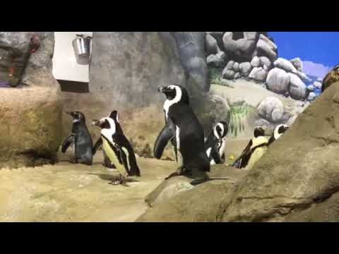 camera iphone 8 plus apk Jenkinsons aquarium.Cute Penguins being fed!