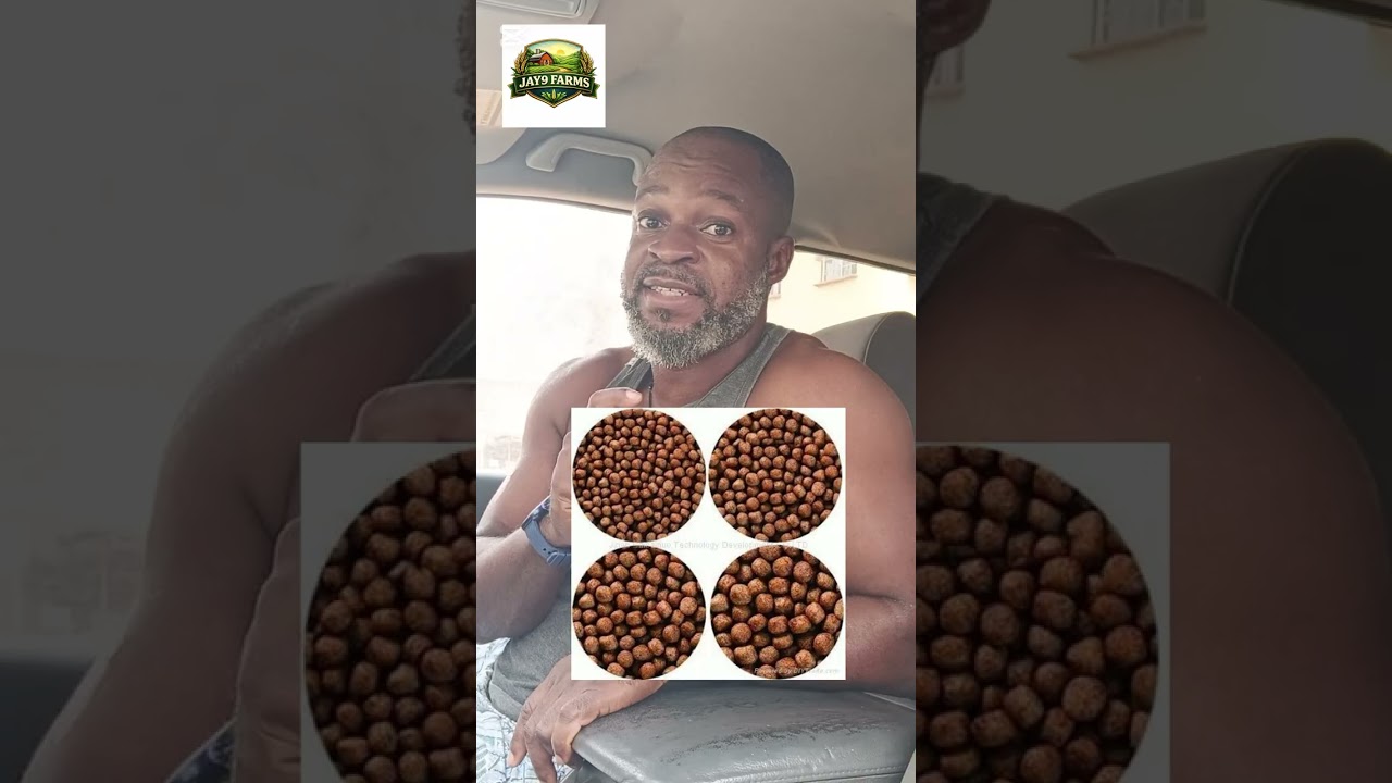 3 MAJOR REASONS WHY YOUR CATFISH IS NOT GROWING FAST..!!