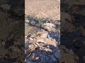 Calmiskaad:Gayigena dahab iyo Macdan baa ka buxda.