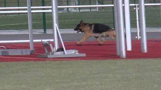 Baru Vom Fürstenbrunn Ring Training1