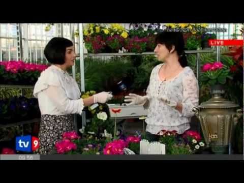 გრატოს სათბურები წარმოგიდგენთ-2