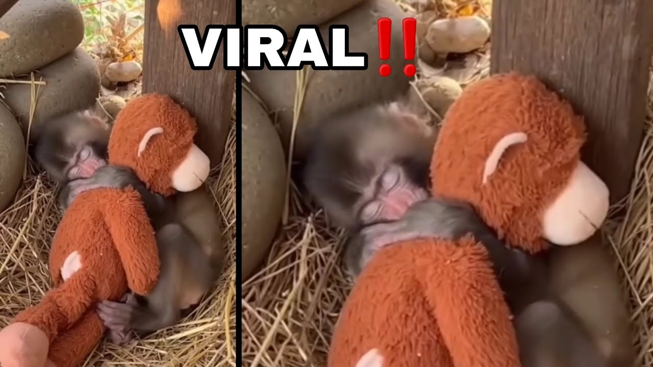 Menyayat Hati! Anak Monyet Ini Kehilangan Induknya… Reaksinya Saat Diberi Boneka Bikin Nangis 😢