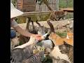 This woman built a warm home for stray cats.#pet #funny #shuorts