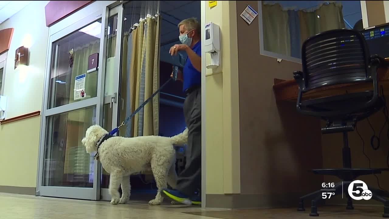 Hospitals face shortage of certified therapy dogs for patient, staff visits