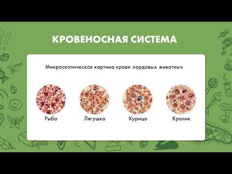 Биология 8 класс. Кровеносная система позвоночных