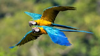 Amazon Rainforest | Birds and Wildlife at Cristalino Jungle Lodge | Brazil 2023 | Relaxation Video