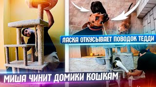 Влог с Мишей. Чинит кошкам домики. Ласка хулиганит. Посылка от Юлии)