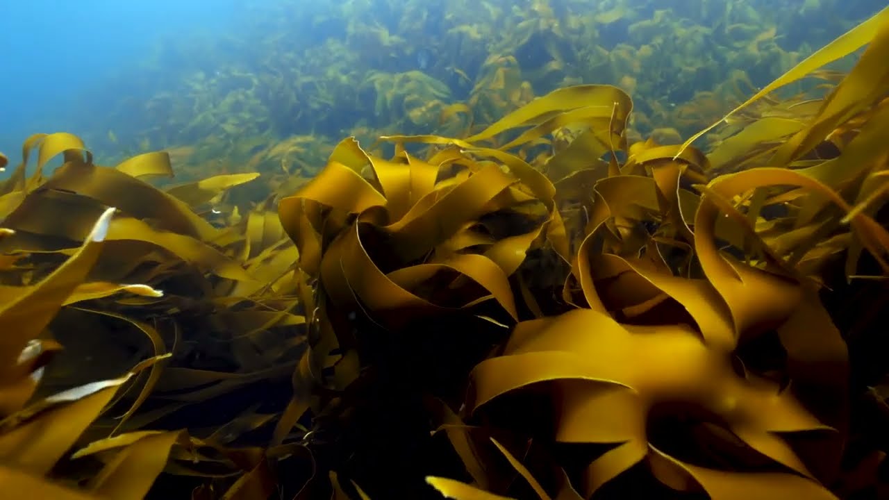 Blue Forest Bliss - the Joy And Sorrow of the Ocean's Hidden Forests