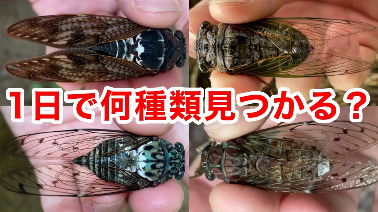 How many different types of cicadas can I catch if I try my