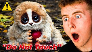 Cute Animals That Can KILL You!