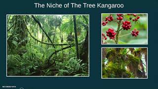 Endangered Species Tree Kangaroo Project