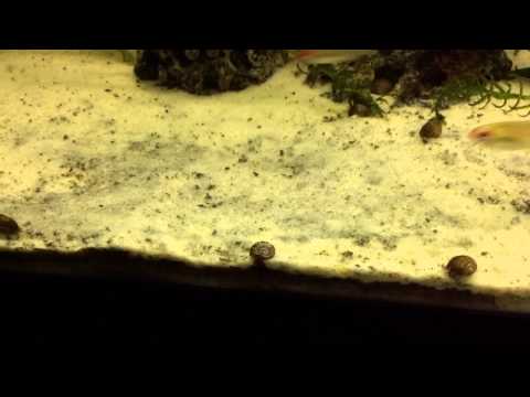 ACUARIO DE 120