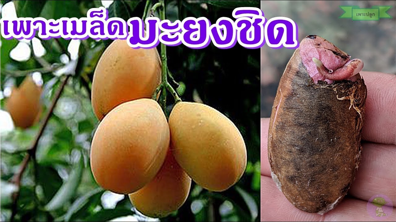 Marian plums | วิธีเพาะเมล็ดมะยงชิด