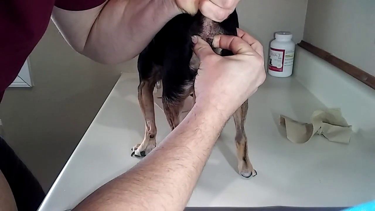 Express anal gland pug porn fat