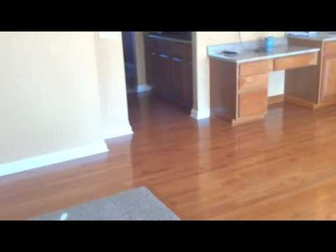 Maltese Running around the house really fast - YouTube
