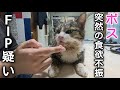 【FIP疑い】ボスが突然食べなくなりました