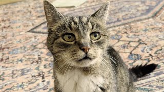 Katze Frida Redet Cat Frida Talks