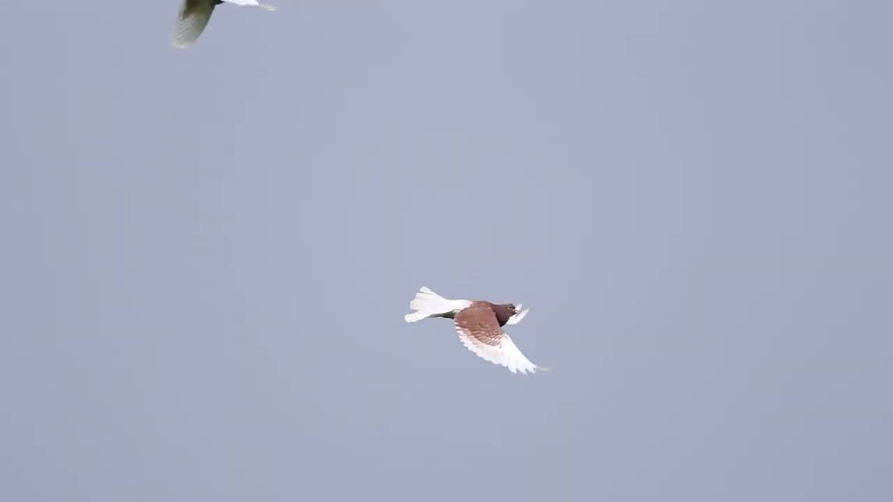 Gelderse Slenk in vlucht (slow motion)